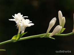 Polianthes tuberosa flower6.jpg